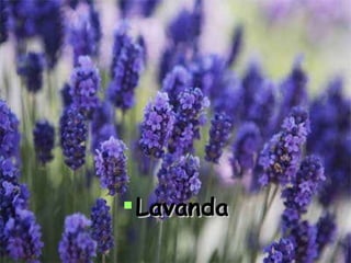 Lavanda