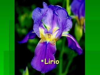 Lirio