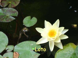 Loto