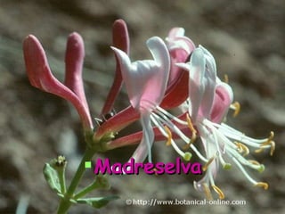 Madreselva