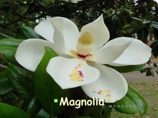 Magnolia