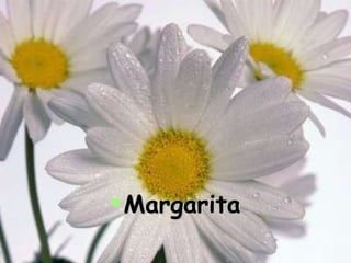 Margarita