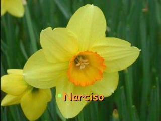 Narciso