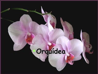 Orquídea