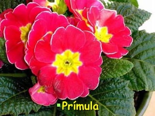 Prímula