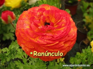 Ranúnculo