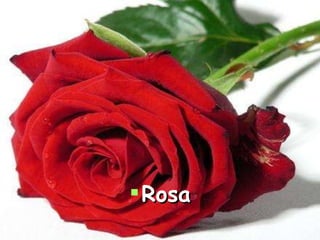 Rosa