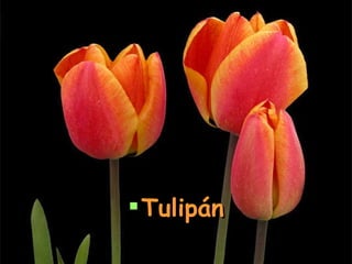 Tulipán
