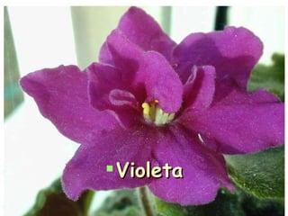 Violeta