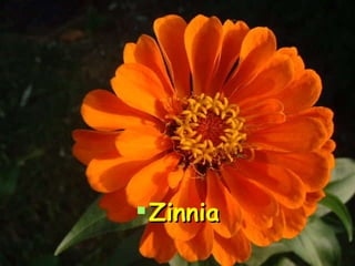 Zinnia 