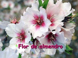 Flor de almendro