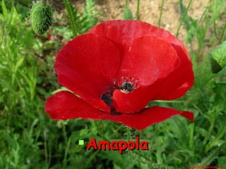 Amapola