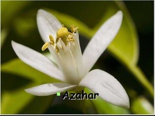 Azahar