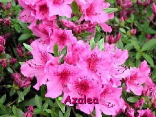 Azalea