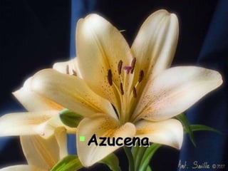 Azucena