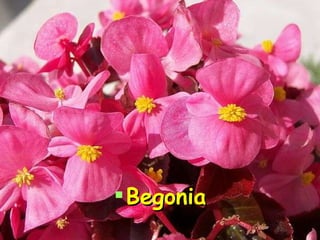 Begonia