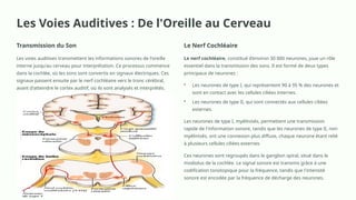 LOreille-Anatomie-et-Physiologie en explo fonctionnelle.pptx