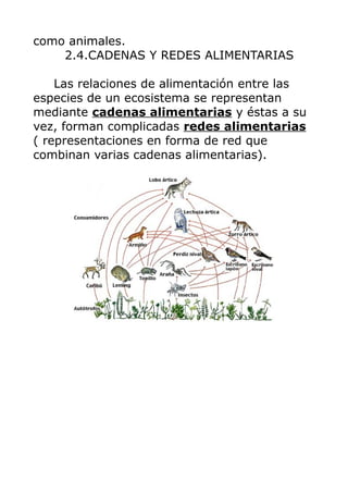 como animales.
2.4.CADENAS Y REDES ALIMENTARIAS
Las relaciones de alimentación entre las
especies de un ecosistema se representan
mediante cadenas alimentarias y éstas a su
vez, forman complicadas redes alimentarias
( representaciones en forma de red que
combinan varias cadenas alimentarias).

 