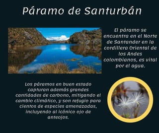Páramo de Santurbán
El páramo se
encuentra en el Norte
de Santander en la
cordillera Oriental de
los Andes
colombianos, es vital
por el agua.
Los páramos en buen estado
capturan además grandes
cantidades de carbono, mitigando el
cambio climático, y son refugio para
cientos de especies amenazadas,
incluyendo al icónico ojo de
anteojos.
 