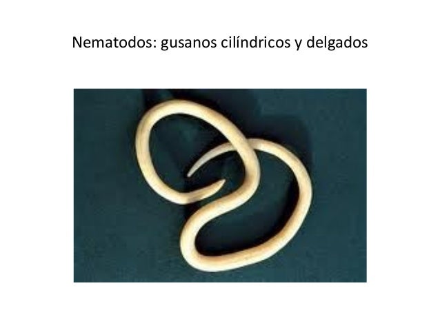 Biologia