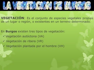 VEGETACIÓN: Es el conjunto de especies vegetales propias
de un lugar o región, o existentes en un terreno determinado.


En Burgos existen tres tipos de vegetación:
  Vegetación autóctona (VA)
  Vegetación de ribera (VR)
  Vegetación plantada por el hombre (VH)
 