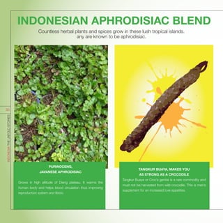 TANGKUR BUAYA, MAKES YOU
AS STRONG AS A CROCODILE
Tangkur Buaya or Croc’s genital is a rare commodity and
must not be harvested from wild crocodile. This is men’s
supplement for an increased love appetites.
Countless herbal plants and spices grow in these lush tropical islands.
any are known to be aphrodisiac.
PURWOCENG,
JAVANESE APHRODISIAC
Grows in high altitude of Dieng plateau. It warms the
human body and helps blood circulation thus improving
reproduction system and libido.
INDONESIAN APHRODISIAC BLEND
INDONESIATHEUNTOLDSTORIES
33
 