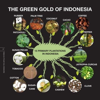 INDONESIA,PELANGIDUNIA
PATCHOULI
SUGAR-
CANE
PALM TREE
COCONUT
CACAO
COFFEE
JATROPHA CURCAS
CLOVE
SUNAN PECAN
RUBBER
PEPPER
TEA
15 PRIMARY PLANTATIONS
IN INDONESIA
COTTON
TOBACCO
CASHEW
INDONESIATHEUNTOLDSTORIES
37
THE GREEN GOLD OF INDONESIA
 