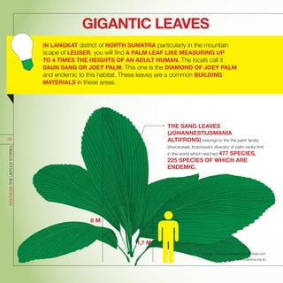THE SANG LEAVES
(JOHANNESTIJSMANIA
ALTIFRONS) belongs to the the palm family
(Arecaceae). Indonesia’s diversity of palm ranks first
in the world which reached 477 SPECIES,
225 SPECIES OF WHICH ARE
ENDEMIC.
GIGANTIC LEAVES
6 M
1,7 M
Sources : www.goodnewsfromindonesia.com
www.pacsoa.org.au
INDONESIATHEUNTOLDSTORIES
39
IN LANGKAT district of NORTH SUMATRA particularly in the mountain
scape of LEUSER, you will find A PALM LEAF LIKE MEASURING UP
TO 4 TIMES THE HEIGHTS OF AN ADULT HUMAN. The locals call it
DAUN SANG OR JOEY PALM. This one is the DIAMOND OF JOEY PALM
and endemic to this habitat. These leaves are a common BUILDING
MATERIALS in these areas.
 