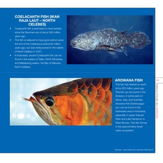 COELACANTH FISH (IKAN
RAJA LAUT – NORTH
CELEBES)
•	 Coelacanth fish is estimated to have existed
since the Devonian era of about 380 million
years ago.
•	 This fish is believed to have gone extinct since
the end of the Cretaceous period 65 million
years ago, but was rediscovered in the waters
of North Celebes in 2007.
•	 In Indonesia, ancient Coelacanth fish can be
found in the waters of Talise, North Minahasa
and Malalayang waters, the Bay of Manado,
North Celebes.
AROWANA FISH
•	 This fish has existed on earth
since 220 million years ago.
This fish can be found in the
Amazon, in some parts of
Africa, Asia, and Australia.
Arowana Fish (Scleropagus
sp.) can be found in the
freshwater area in Indonesia,
especially in upper Kapuas
River and Lake Sentarum in
West Borneo. This fish thrives
in the peat primitive forest
water ecosystem.
INDONESIATHEUNTOLDSTORIES
44
Sources : www.wwf.or.id; www.bk.menlh.go.id
 