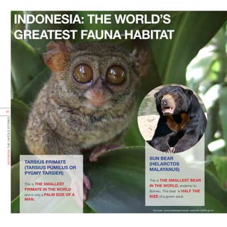 INDONESIATHEUNTOLDSTORIES
45
TARSIUS PRIMATE
(TARSIUS PUMILUS OR
PYGMY TARSIER)
This is THE SMALLEST
PRIMATE IN THE WORLD
and is only a PALM SIZE OF A
MAN.
SUN BEAR
(HELARCTOS
MALAYANUS)
This is THE SMALLEST BEAR
IN THE WORLD, endemic to
Borneo. This bear is HALF THE
SIZE of a grown adult.
INDONESIA: THE WORLD’S
GREATEST FAUNA HABITAT
Sources: www.indonesia.travel; www.bk.menlh.go.id
 