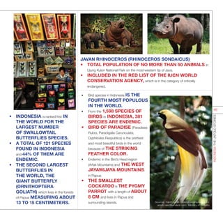 INDONESIATHEUNTOLDSTORIES
46
•	 Bird species in Indonesia IS THE
FOURTH MOST POPULOUS
IN THE WORLD.
•	 From the 1,598 SPECIES OF
BIRDS in INDONESIA, 381
SPECIES ARE ENDEMIC.
•	 BIRD OF PARADISE (Paradisea
Rubra, Paradigalla Carunculata,
Dyphilodes Respublica) is the prettiest
and most beautiful birds in the world
because of THE STRIKING
FEATHER COLOR.
•	 Endemic in the Bird’s Head region
(Arfak Mountains) and THE WEST
JAYAWIJAYA MOUNTAINS
in Papua.
•	 THE SMALLEST
COCKATOO is THE PYGMY
PARROT with a length of ABOUT
8 CM and lives in Papua and
surrounding islands.
•	 INDONESIA is ranked first IN
THE WORLD FOR THE
LARGEST NUMBER
OF SWALLOWTAIL
BUTTERFLIES SPECIES.
•	 A TOTAL OF 121 SPECIES
FOUND IN INDONESIA
and 44% OF THEM ARE
ENDEMIC.
•	 THE SECOND LARGEST
BUTTERFLIES IN
THE WORLD, THE
GIANT BUTTERFLY
(ORNITHOPTERA
GOLIATH) which lives in the forests
of Papua MEASURING ABOUT
13 TO 15 CENTIMETERS.
JAVAN RHINOCEROS (RHINOCEROS SONDAICUS)
•	 TOTAL POPULATION OF NO MORE THAN 50 ANIMALS in
Ujung Kulon National Park on the most western tip of Java.
•	 INCLUDED IN THE RED LIST OF THE IUCN WORLD
CONSERVATION AGENCY, which is in the category of critically
endangered.
Sources: menlh.go.id; nationalgeographics.com,
world.new7wonders.com, Ministry of Forestry
 