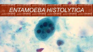 ENTAMOEBA HISTOLYTICA
 