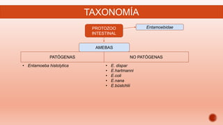 TAXONOMÍA
PROTOZOO
INTESTINAL
Entamoebidae
AMEBAS
PATÓGENAS NO PATÓGENAS
• Entamoeba histolytica • E. dispar
• E.hartmanni
• E.coli
• E.nana
• E.büstchlii
 