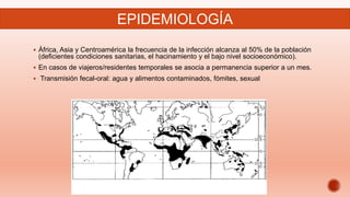  África, Asia y Centroamérica la frecuencia de la infección alcanza al 50% de la población
(deficientes condiciones sanitarias, el hacinamiento y el bajo nivel socioeconómico).
 En casos de viajeros/residentes temporales se asocia a permanencia superior a un mes.
 Transmisión fecal-oral: agua y alimentos contaminados, fómites, sexual
EPIDEMIOLOGÍA
 