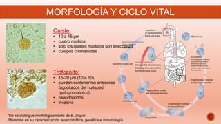 Quiste:
• 10 a 15 µm
• cuatro núcleos
• sólo los quistes maduros son infecciosos
• cuerpos cromatoides
Trofozoíto:
• 15-20 µm (10 a 60).
• pueden contener los eritrocitos
fagocitados del huésped
(patognomónico).
• pseudópodos
• invasiva
MORFOLOGÍA Y CICLO VITAL
*No se distingue morfológicamente de E. dispar
diferentes en su caracterización isoenzimática, genética e inmunología.
 