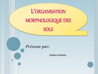 Présente par:
Sellani Halima
L’ORGANISATION
MORPHOLOGIQUE DES
SOLS
 