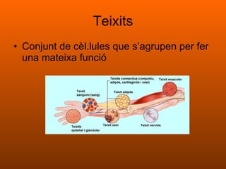 Teixits Conjunt de cèl.lules que s’agrupen per fer una mateixa funció 