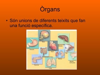 Òrgans Són unions de diferents teixits que fan una funció específica. 