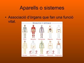 Aparells o sistemes Associació d’òrgans que fan una funció vital. 