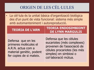 ORIGEN DE LES CÈL·LULES
• La cèl·lula és la unitat bàsica d’organització biològica
  des d’un punt de vista funcional: sistema més simple
  amb automanteniment i autoreproducció.
                              TEORIA ENDOSIMBIONT
    TEORIA DE L’ARN
                                DE LYNN MARGULIS

                              Defensa que les cèlules
 Defensa que en les
                              eucariotes (més complexes)
 primeres molècules el
                              provenen de l’associació de
 A.R.N. actua com a
                              cèlules procariotes (les més
 material genètic, podent
                              simples) en simbiosi o
 fer copies de si mateix.
                              col·laboració mútua.
 