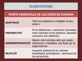 DARWINISME

  PUNTS PRINCIPALS DE LES IDEES DE DARWIN

                      Totes les poblacions s'adapten al seu
ADAPTACIÓ
                      entorn.

                      Hi ha diferències o variacions heretables
VARIABILITAT          entre individus d'una població. Aquestes
                      variacions són aleatòries.
                 Neixen més individus dels que poden
SOBREREPRODUCCIÓ sobreviure i s'estableix una lluita per la
                 supervivència.
                      Augment gradual de les variants
SELECCIÓ              hereditàries avantatjoses i eliminació de
                      les perjudicials.
 