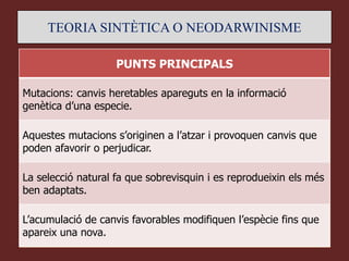 TEORIA SINTÈTICA O NEODARWINISME

                    PUNTS PRINCIPALS

Mutacions: canvis heretables apareguts en la informació
genètica d’una especie.

Aquestes mutacions s’originen a l’atzar i provoquen canvis que
poden afavorir o perjudicar.

La selecció natural fa que sobrevisquin i es reprodueixin els més
ben adaptats.

L’acumulació de canvis favorables modifiquen l’espècie fins que
apareix una nova.
 