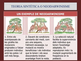 TEORIA SINTÈTICA O NEODARWINISME

            UN EXEMPLE DE NEODARWINISME




1. Entre els           2. Davant de condicions       3. La selecció natural
avantpassats de        canviants del medi, com       facilita la supervivència
les girafes les        ara una sequera,              dels individus que
mutacions              l’aliment escasseja. La       tenen l’avantatge
originades a l’atzar   mutació es mostra             adaptatiu. Es
produien individus     beneficiosa i els individus   reproduiran més i la
amb les potes i el     que la tenen i els seus       mutació augmentarà de
coll més llargs.       descendents tindran           freqüència en la
                       avantatge front la resta.     població.
 