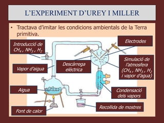 L’EXPERIMENT D’UREY I MILLER
• Tractava d’imitar les condicions ambientals de la Terra
  primitiva.
                                                 Electrodes
 Introducció de
 CH4 , NH3 , H2
                                                 Simulació de
                     Descàrrega                   l’atmosfera
  Vapor d’aigua       elèctrica                (CH4 , NH3 , H2
                                               i vapor d’agua)

   Aigua                                     Condensació
                                             dels vapors

                                     Recollida de mostres
  Font de calor
 
