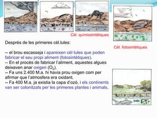 Després de les primeres cèl.lules:
-- el brou escasseja i apareixen cèl·lules que poden
fabricar el seu propi aliment (fotosintètiques).
-- En el procés de fabricar l’aliment, aquestes algues
deixaven anar oxigen (O2).
-- Fa uns 2.400 M.a. hi havia prou oxigen com per
afirmar que l’atmosfera era oxidant.
-- Fa 400 M.a. ja existia la capa d’ozó, i els continents
van ser colonitzats per les primeres plantes i animals.
Cèl. quimiosintètiques
Cèl. fotosintètiques
 