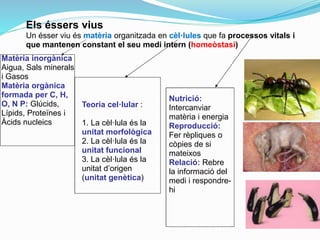 Els éssers vius
Un ésser viu és matèria organitzada en cèl·lules que fa processos vitals i
que mantenen constant el seu medi intern (homeòstasi)
Matèria inorgànica
Aigua, Sals minerals
i Gasos
Matèria orgànica
formada per C, H,
O, N P: Glúcids,
Lípids, Proteïnes i
Àcids nucleics
Nutrició:
Intercanviar
matèria i energia
Reproducció:
Fer rèpliques o
còpies de si
mateixos
Relació: Rebre
la informació del
medi i respondre-
hi
Teoria cel·lular :
1. La cèl·lula és la
unitat morfològica
2. La cèl·lula és la
unitat funcional
3. La cèl·lula és la
unitat d’origen
(unitat genètica)
 