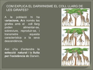 COM EXPLICA EL DARWINISME EL COLL LLARG DE
LES GIRAFES?
A la població hi ha
variacions. Ara només les
girafes amb el coll llarg
poden
alimentar-se,
sobreviure, reproduir-se, i
transmetre
aquesta
característica a la seva
descendència.
Així s’ha d’entendre la
selecció natural i la lluita
per l’existència de Darwin.

 