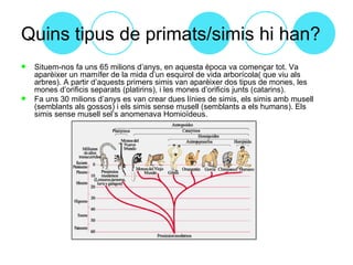 Quins tipus de primats/simis hi han?
   Situem-nos fa uns 65 milions d’anys, en aquesta època va començar tot. Va
    aparèixer un mamífer de la mida d’un esquirol de vida arborícola( que viu als
    arbres). A partir d’aquests primers simis van aparèixer dos tipus de mones, les
    mones d’orificis separats (platirins), i les mones d’orificis junts (catarins).
   Fa uns 30 milions d’anys es van crear dues línies de simis, els simis amb musell
    (semblants als gossos) i els simis sense musell (semblants a els humans). Els
    simis sense musell sel’s anomenava Homioïdeus.
 