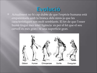    Actualment no hi cap dubte de que l'espècie humana està
    emparentada amb la branca dels simis ja que les
    característiques son molt semblants. El fet de que l’esser
    humà tingui mes intel·ligència es per el fet que el seu
    cervell és més gran i té una superfície gran.
 