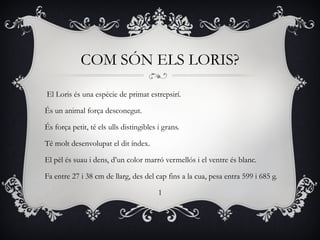 COM SÓN ELS LORIS?

El Loris és una espècie de primat estrepsirí.

És un animal força desconegut.

És força petit, té els ulls distingibles i grans.

Té molt desenvolupat el dit índex.

El pèl és suau i dens, d’un color marró vermellós i el ventre és blanc.

Fa entre 27 i 38 cm de llarg, des del cap fins a la cua, pesa entra 599 i 685 g.

                                         1
 